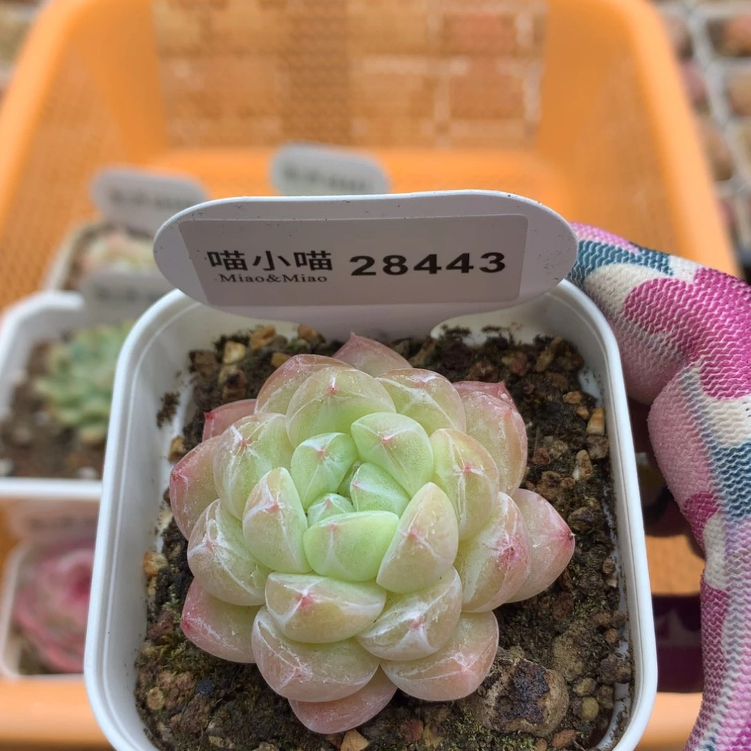 多肉植物糖心珍妮