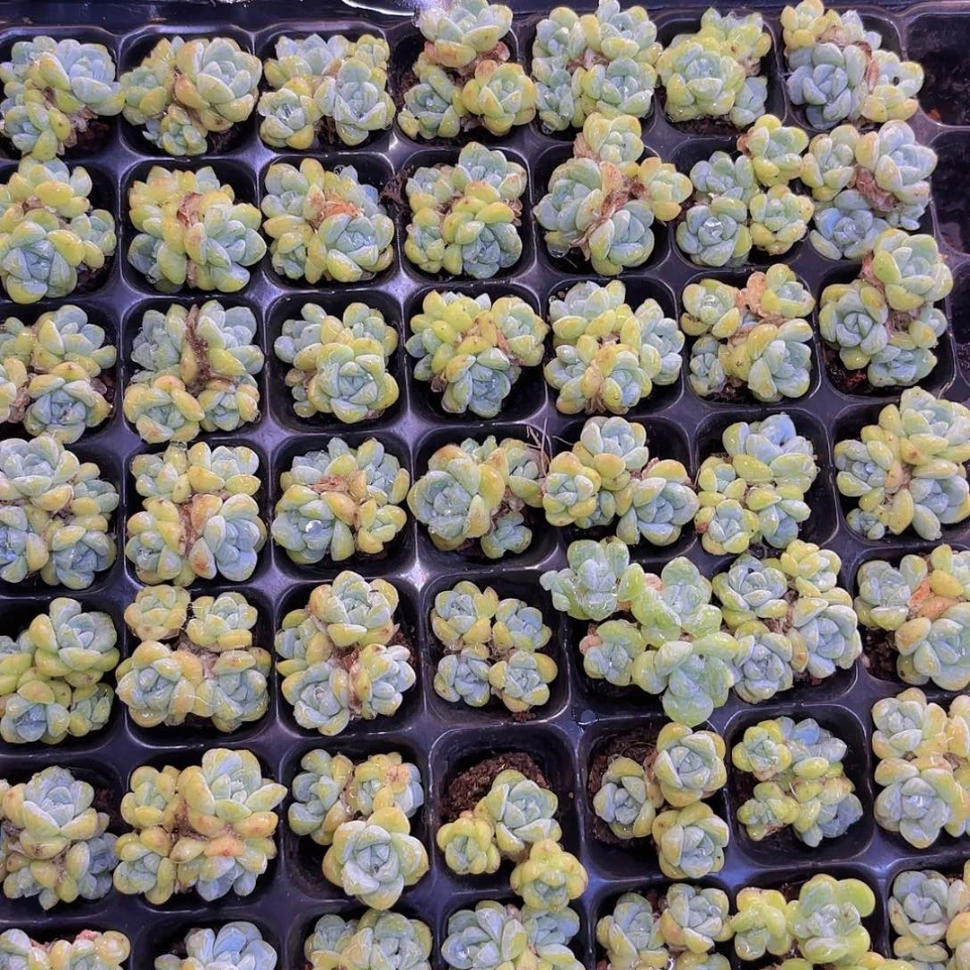 冰玉一颗量拍三四头老桩一颗