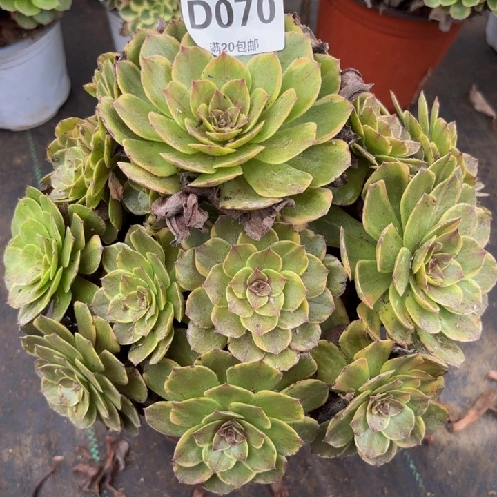 瑞妈多肉植物，070半夏