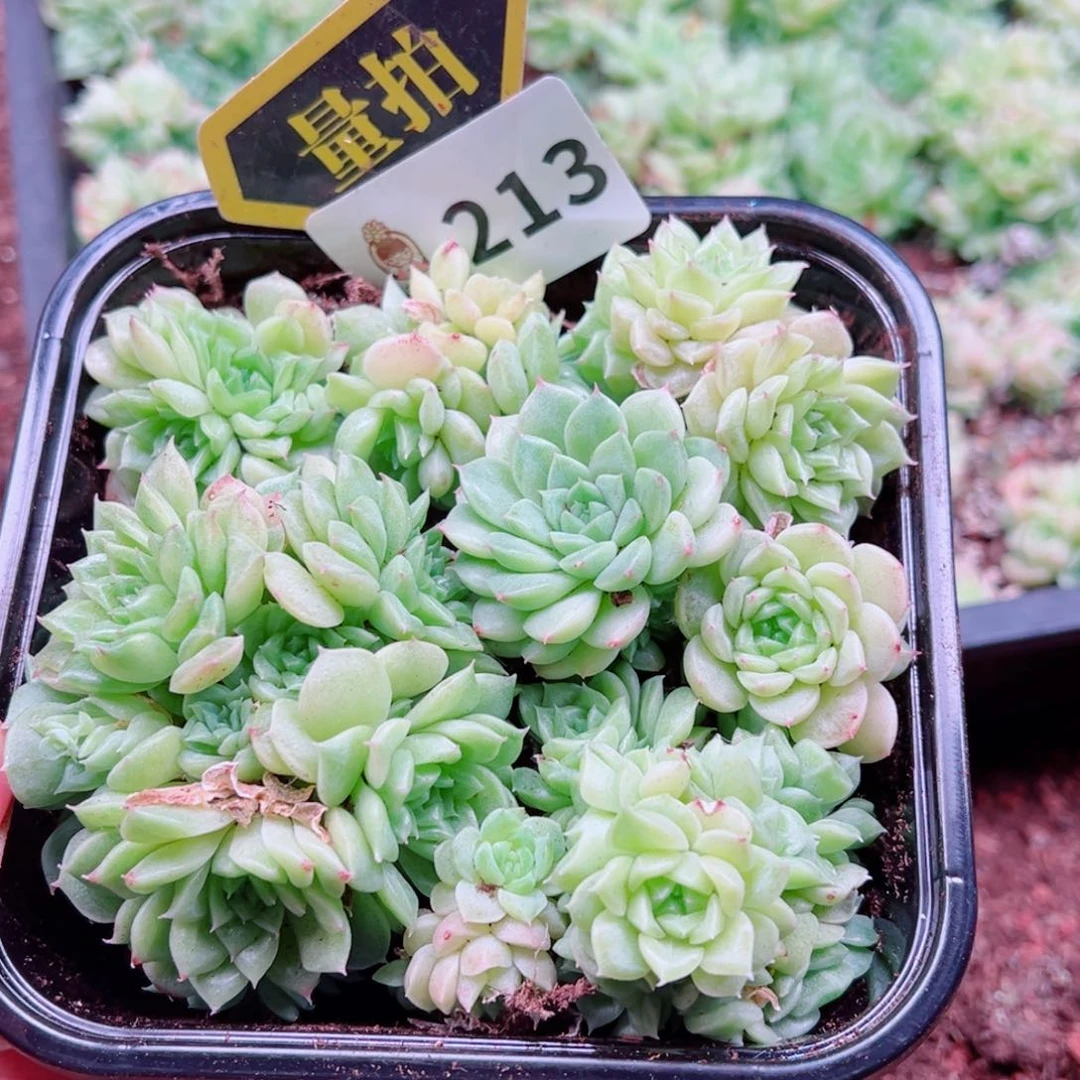 多肉植物多肉植物