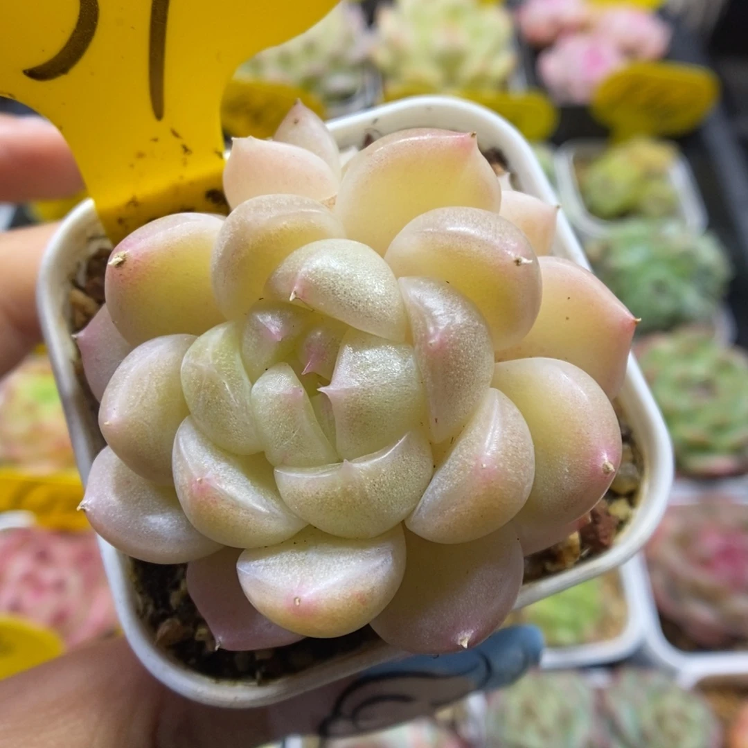 财富密码可拍437号。