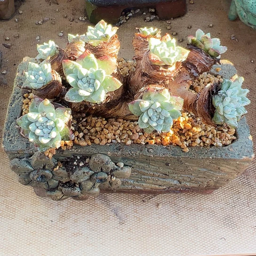 7600苹果叶杂交仙女杯