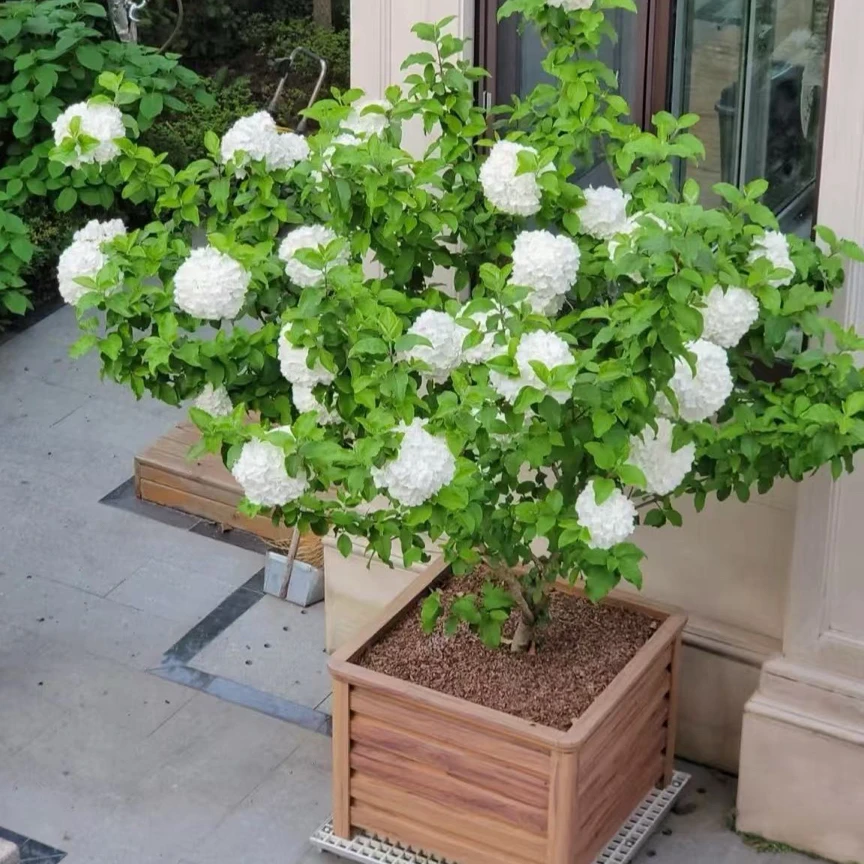 中华木绣球大花绣球室内外阳台盆栽花卉耐寒耐热四季开花