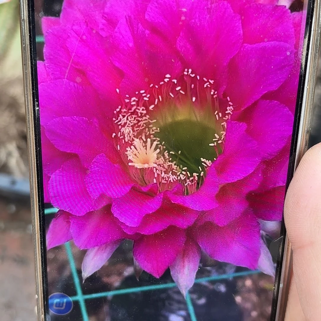 毛3-274有根10左右