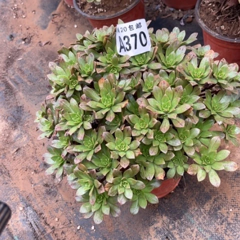 370绿茶不包断枝