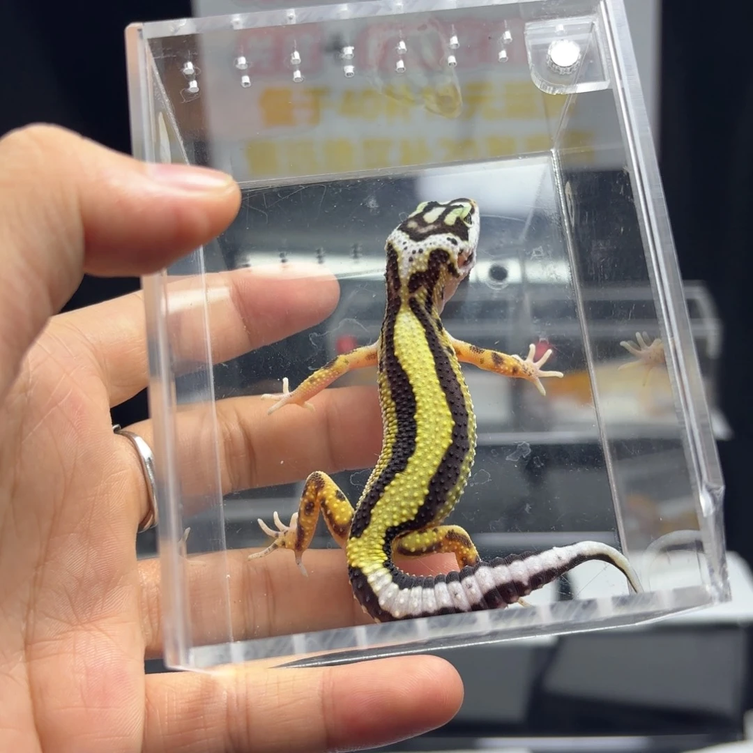 豹纹守宫土匪直线