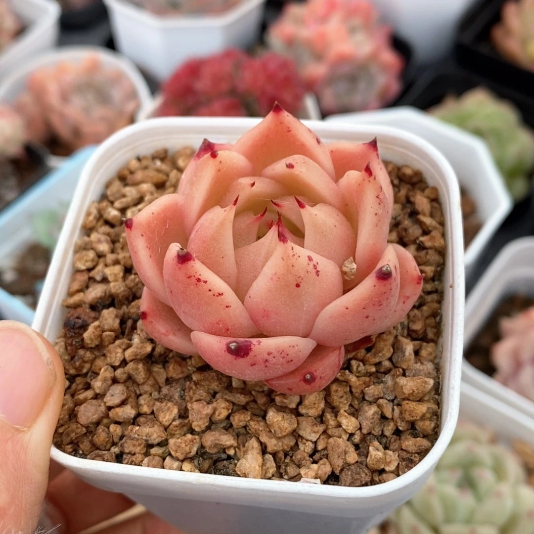 精品多肉一物一拍190