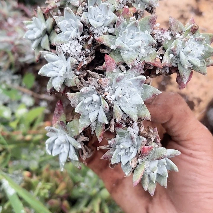 陈***事仙女杯多肉植物
