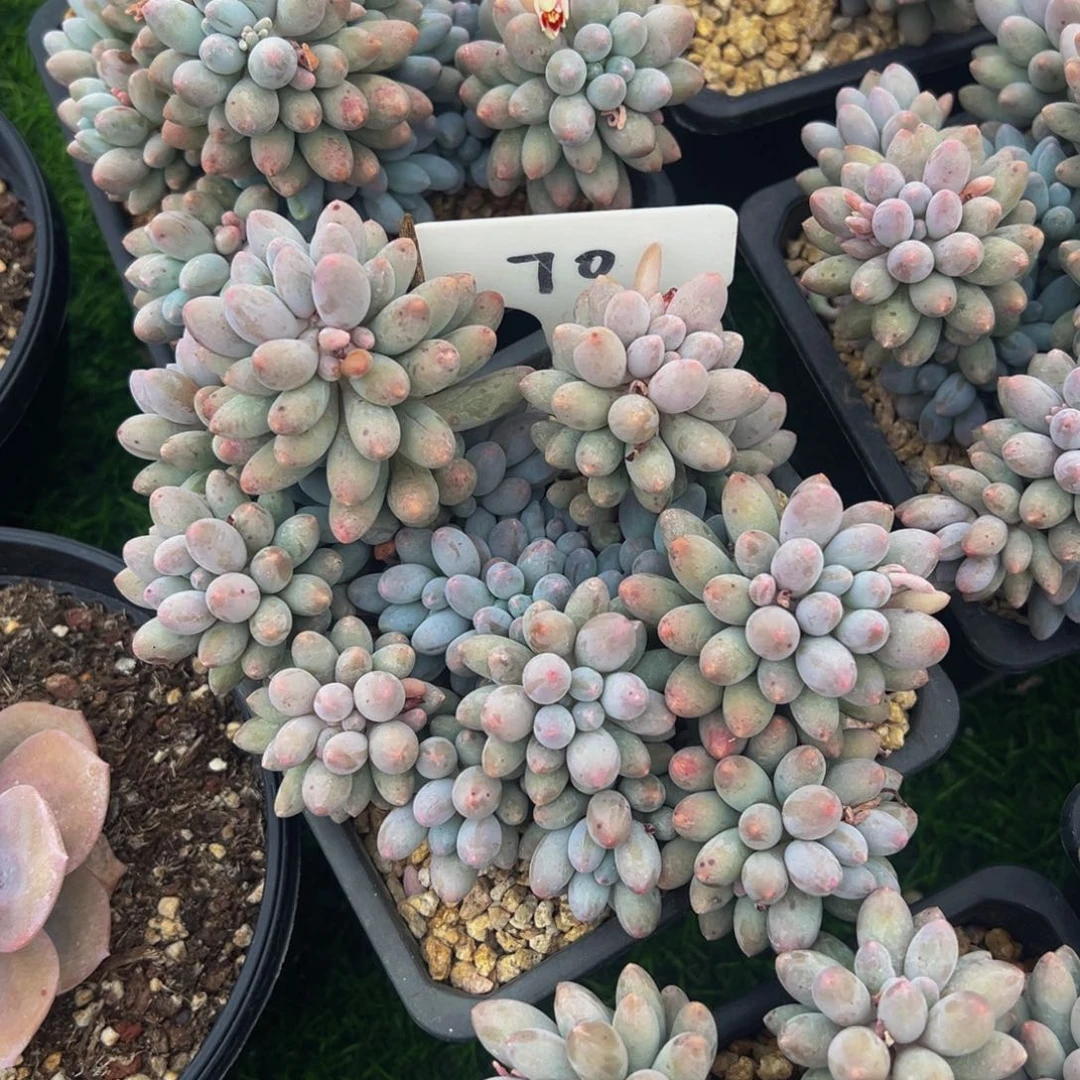 健健康康平平安安