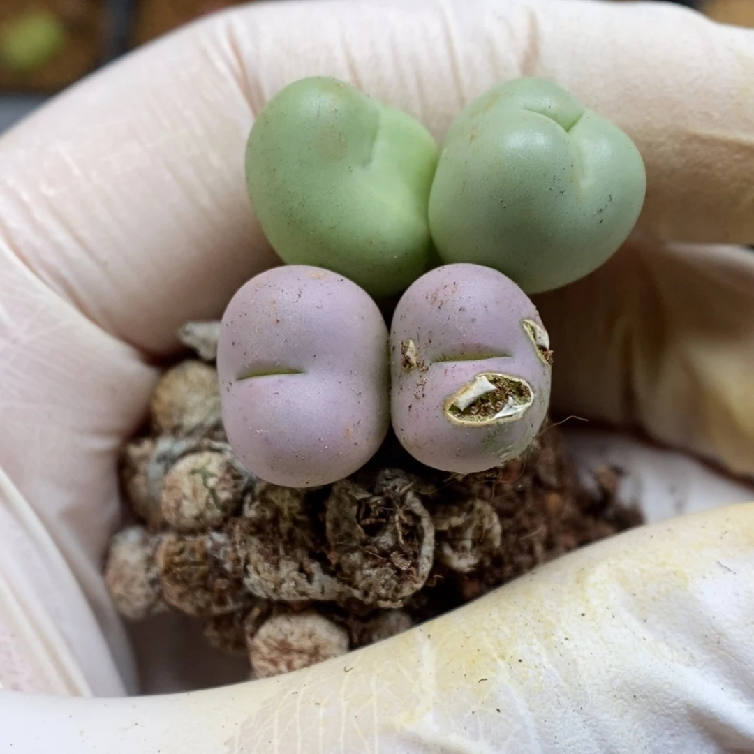 多肉植物肉锥杂交K-663