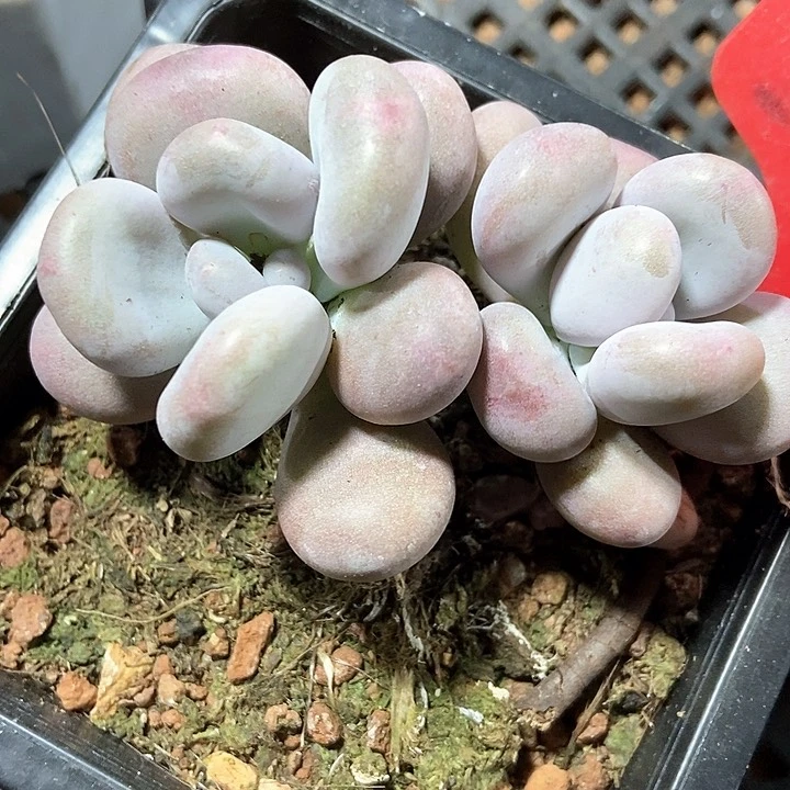 多肉植物大叶奶2098