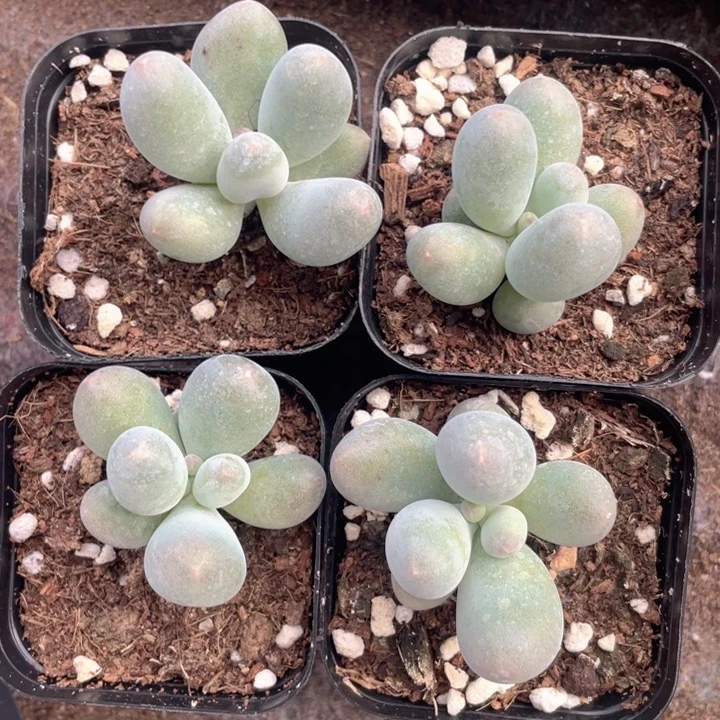 米可单头随机发满18包邮