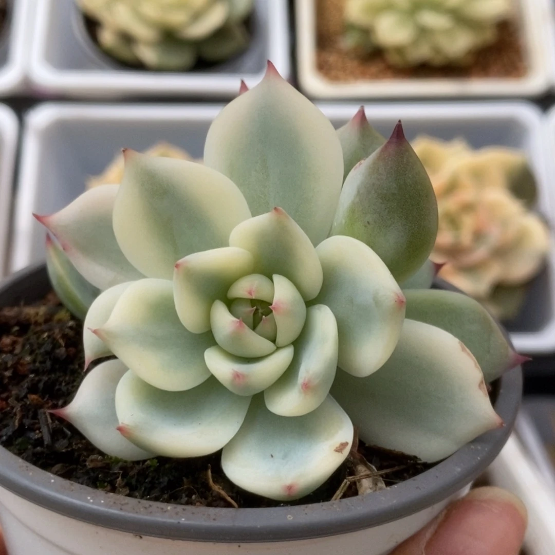 485锦锦锦锦锦锦锦锦锦