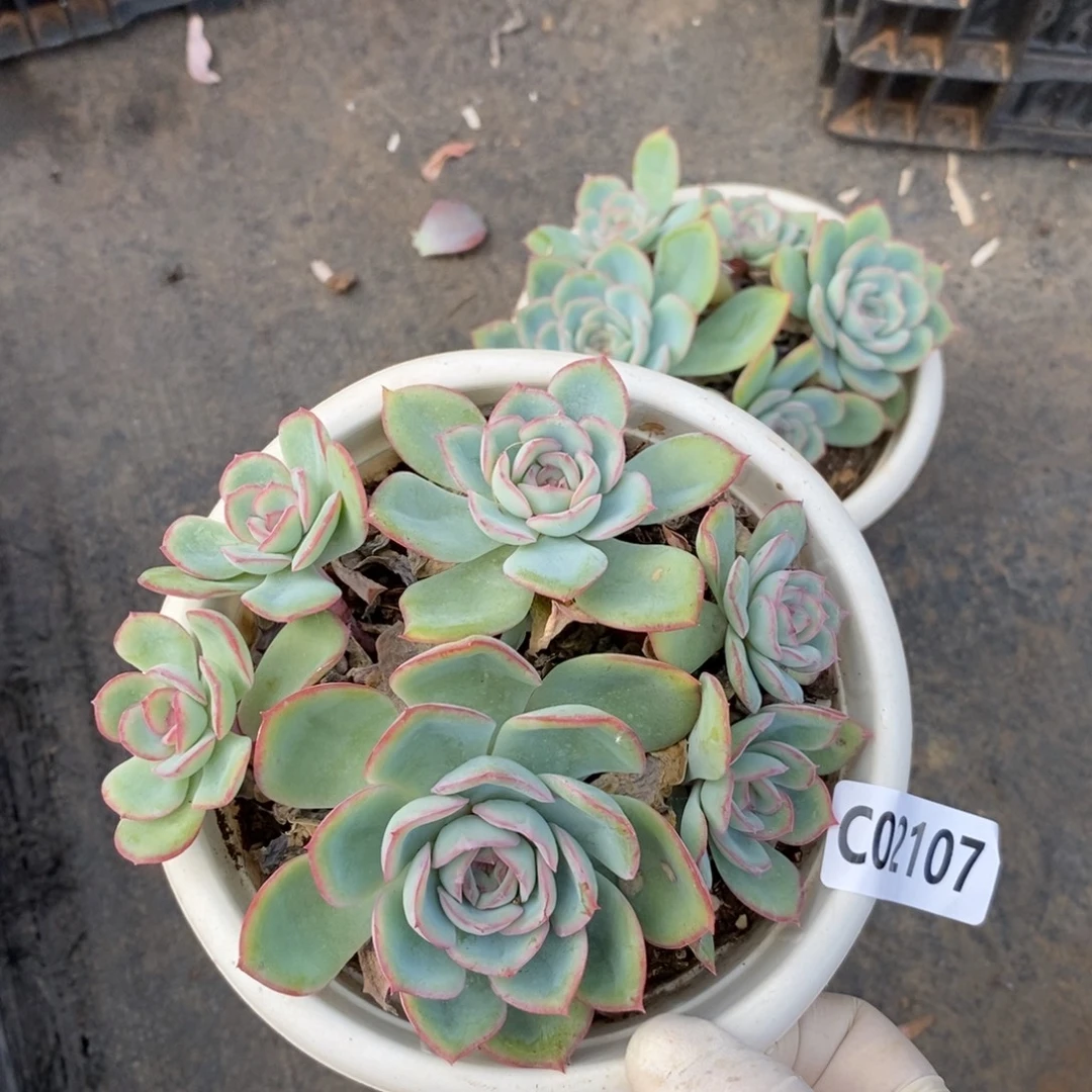2107晨露多头一物一拍