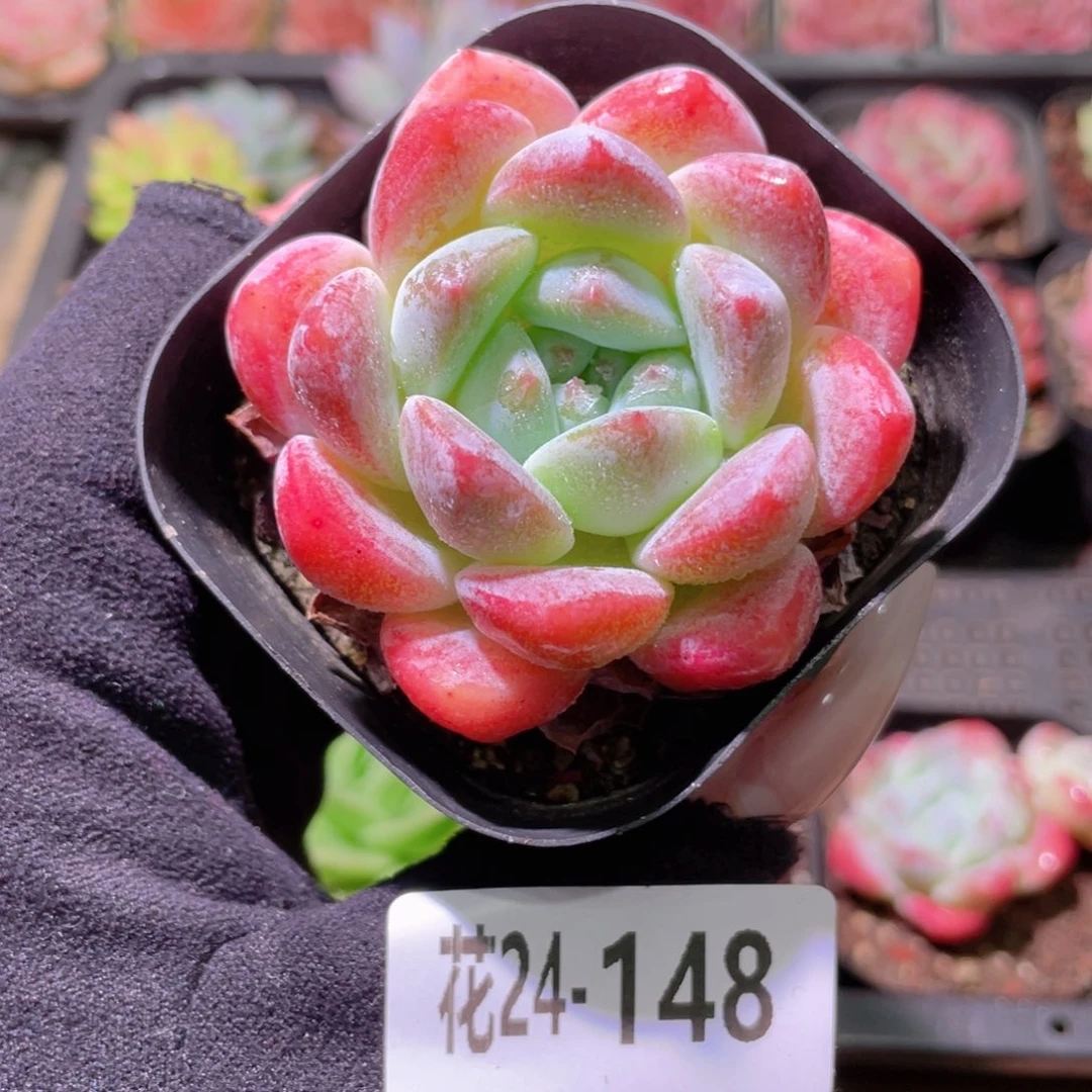 花利美24-148冰糖