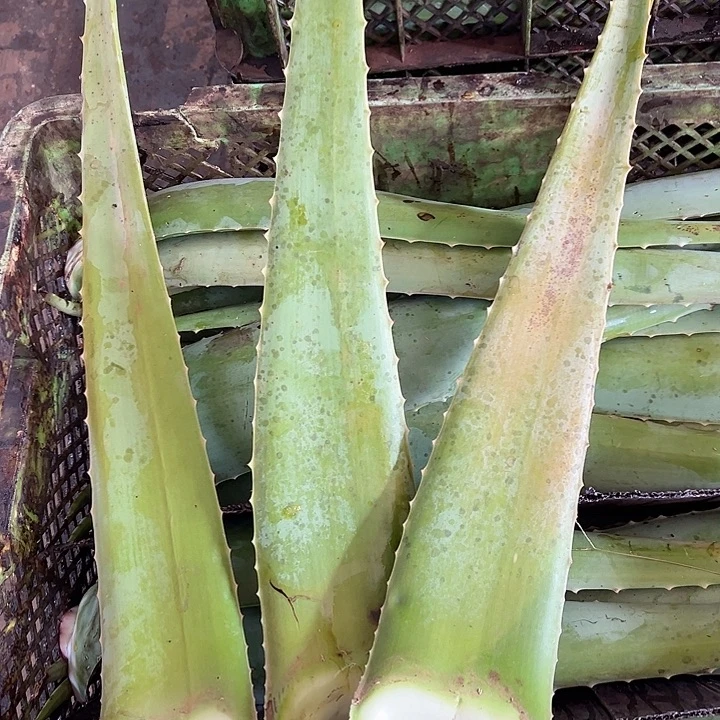 无花朵3片食用叶片，每片700一800克