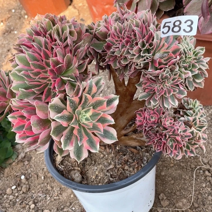 583多肉植物女巫缀