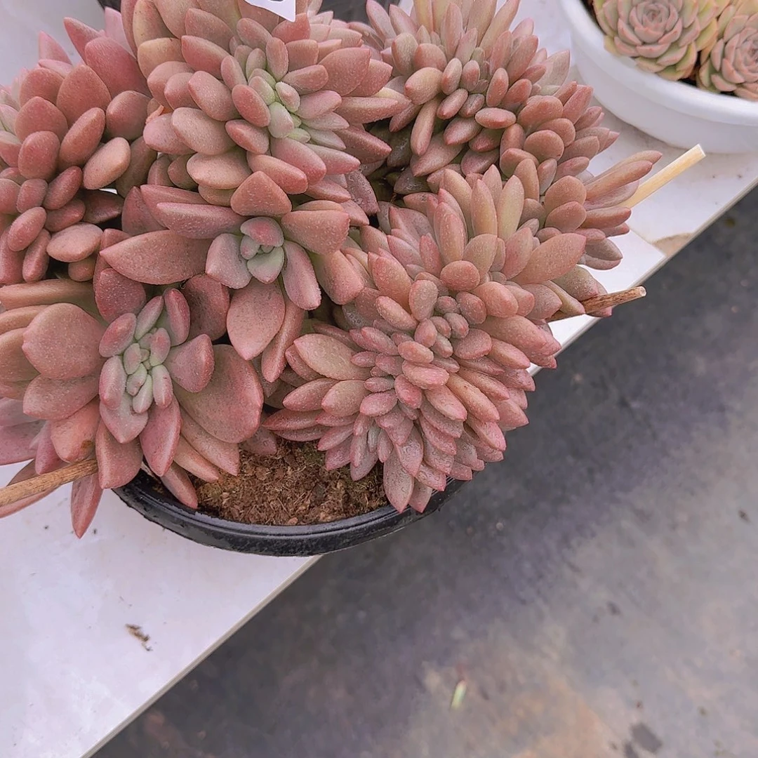 小***～2433桃花源缀多肉植物