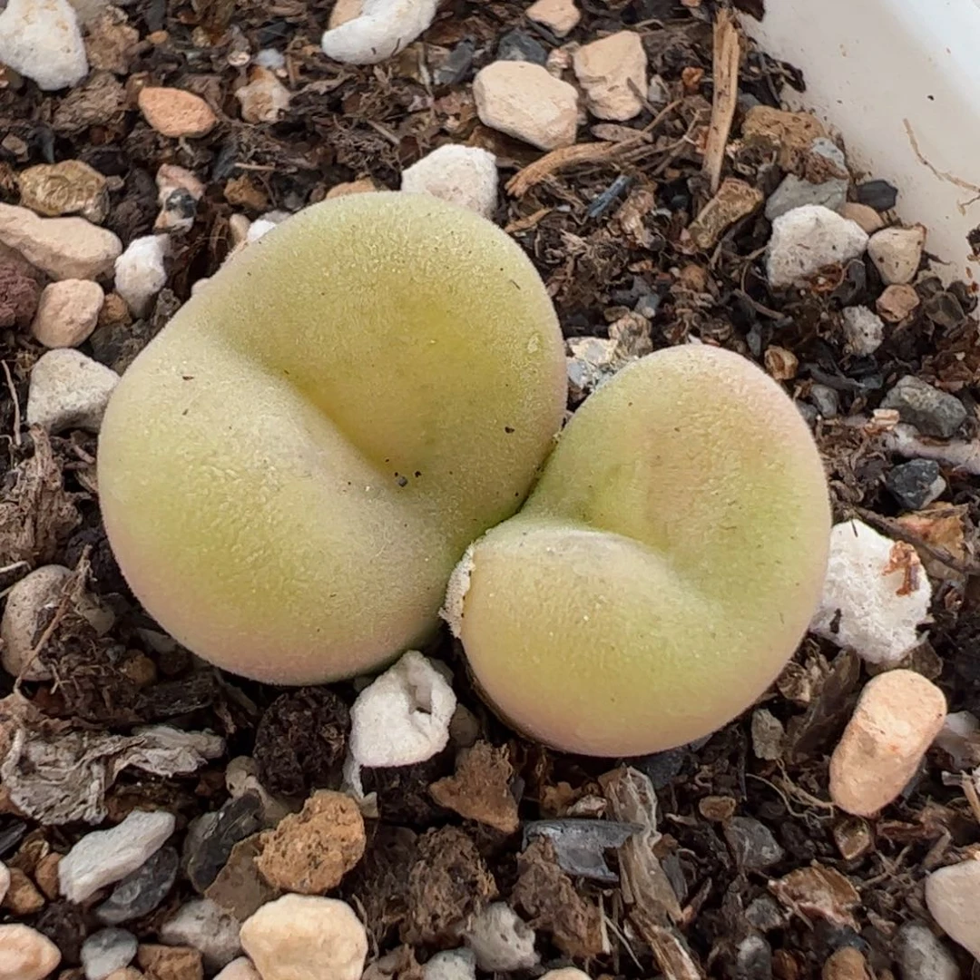 452多肉植物百科