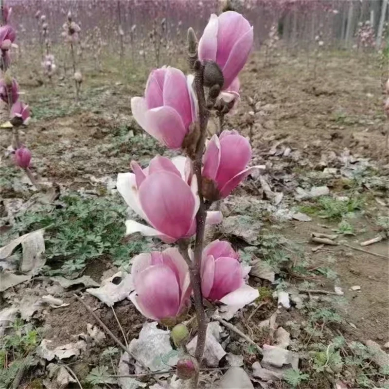 如意玉兰盆栽地栽