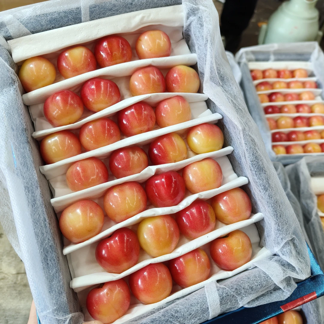 【美国红黄樱桃】3J净果1.5斤礼盒装京东快递新鲜水果美国红