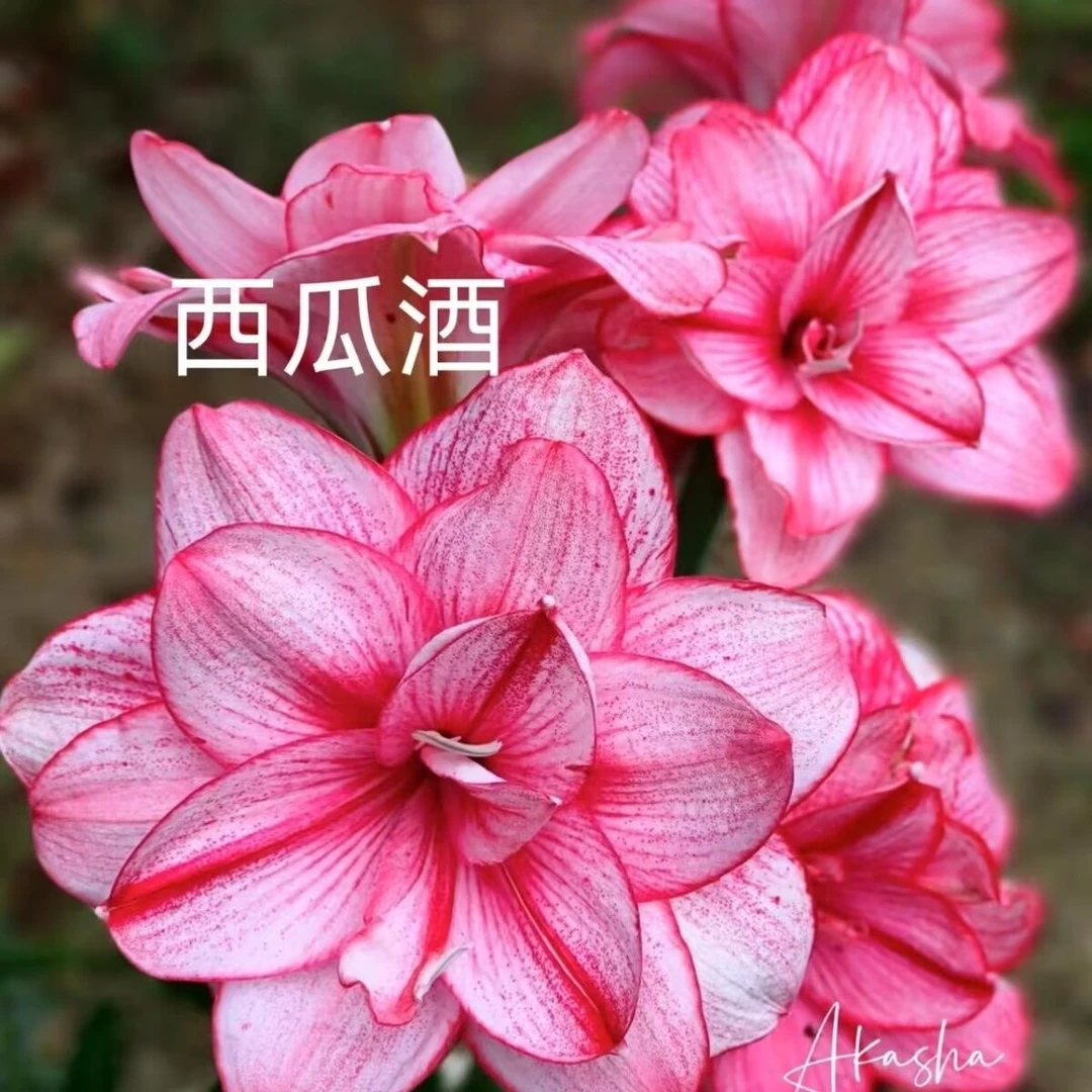 2颗装）西瓜酒朱顶红种球5-6厘米