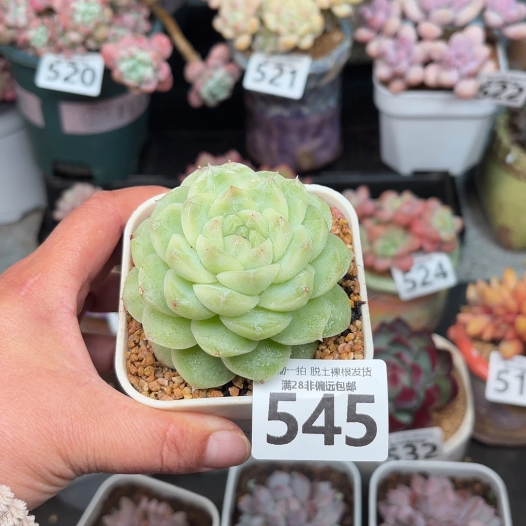 梨花百无盆土发货