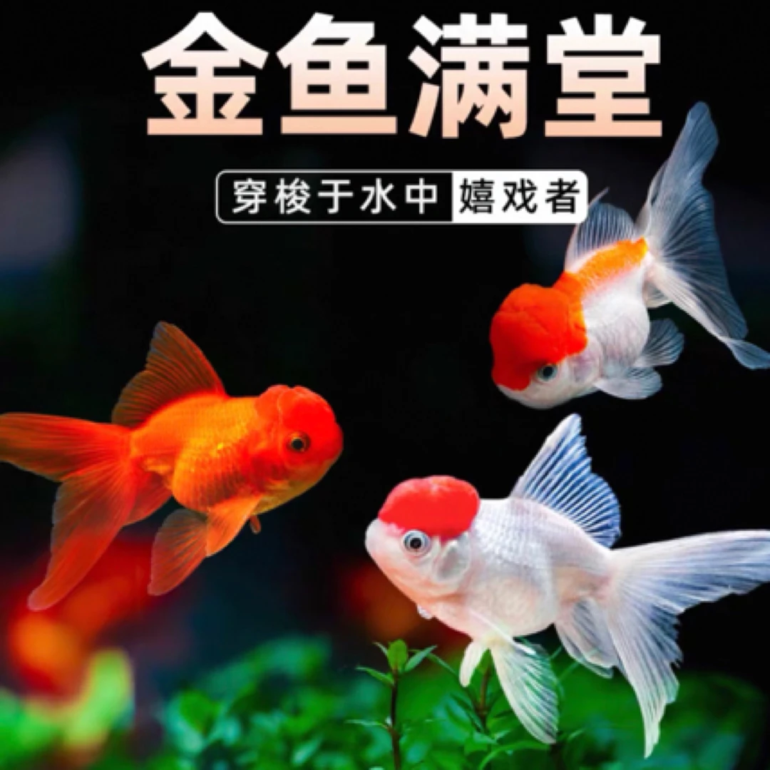 大尺寸 国粹金鱼 11条 8-10公分 多品种包邮包损