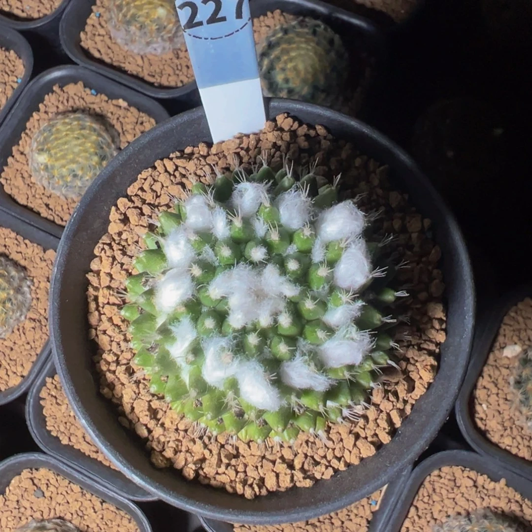 227实生根雪糕多肉植物带盆土