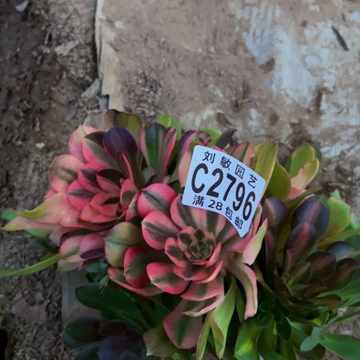 砍头无根流星雨2796