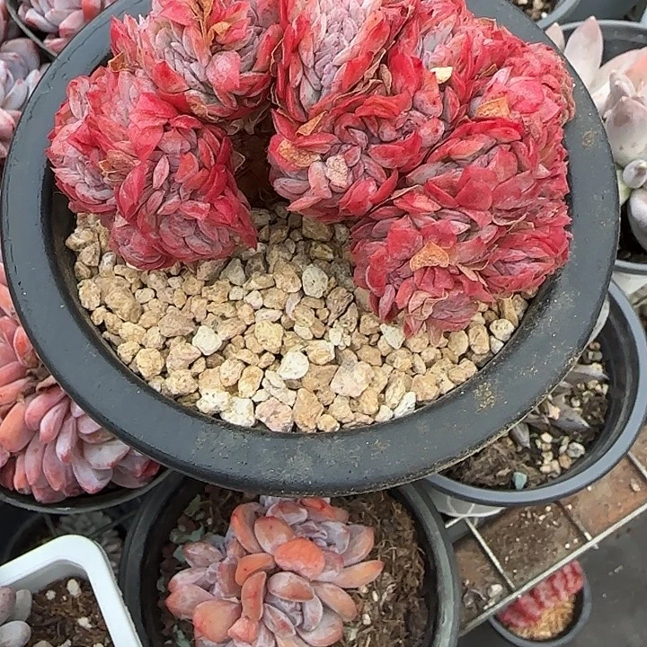 青蛙王子儿童牙膏套装11