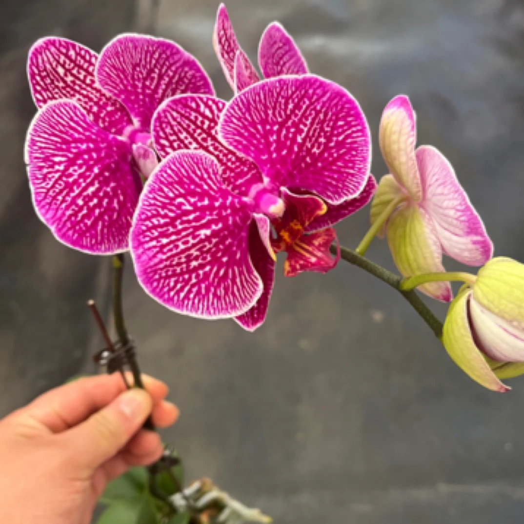 鲜花《法国斑》蝴蝶兰云南源头基地直发