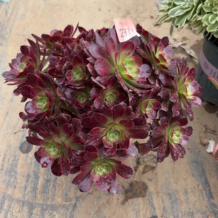 安娜锦多肉法师2374