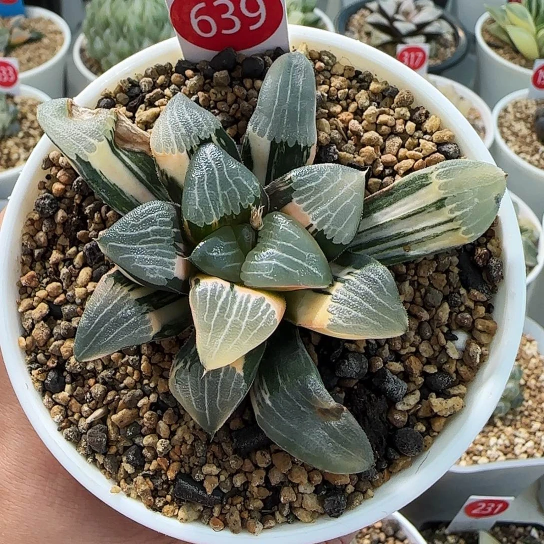 639号和田玉克锦一物一拍带盆土