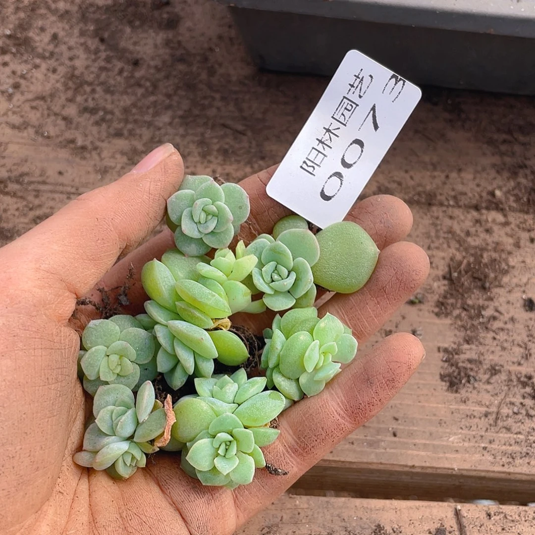 多肉植物多肉植物73