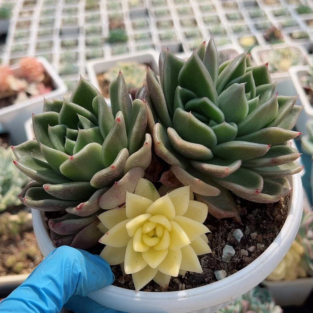 东云锦，阴阳锦多肉植物