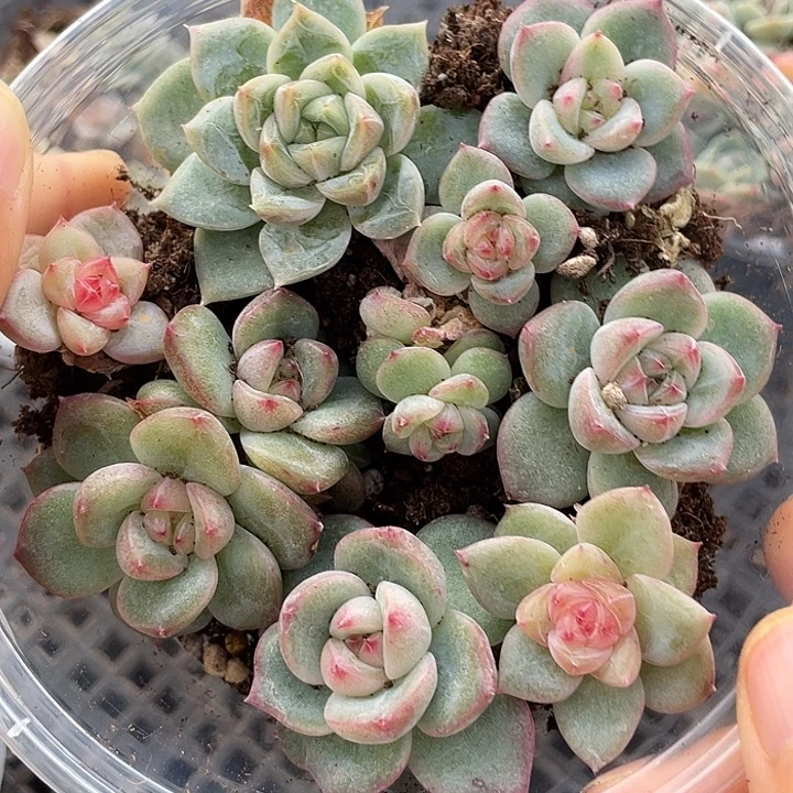 OTO多肉切糕优选dy2075