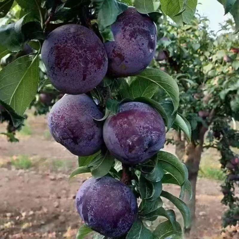 买一送一包邮-【正宗黑霸王】.南北方四季种植新品种单质氮肥A09商品图