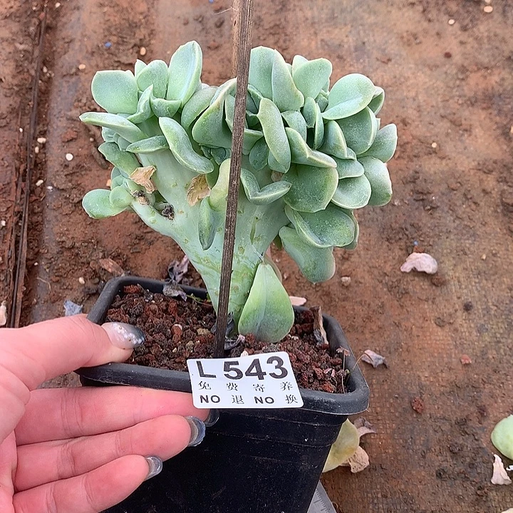 可爱玫瑰缀化 543。9.27号左右发