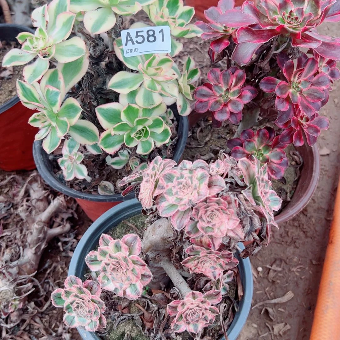 581三颗组合多肉植物法师