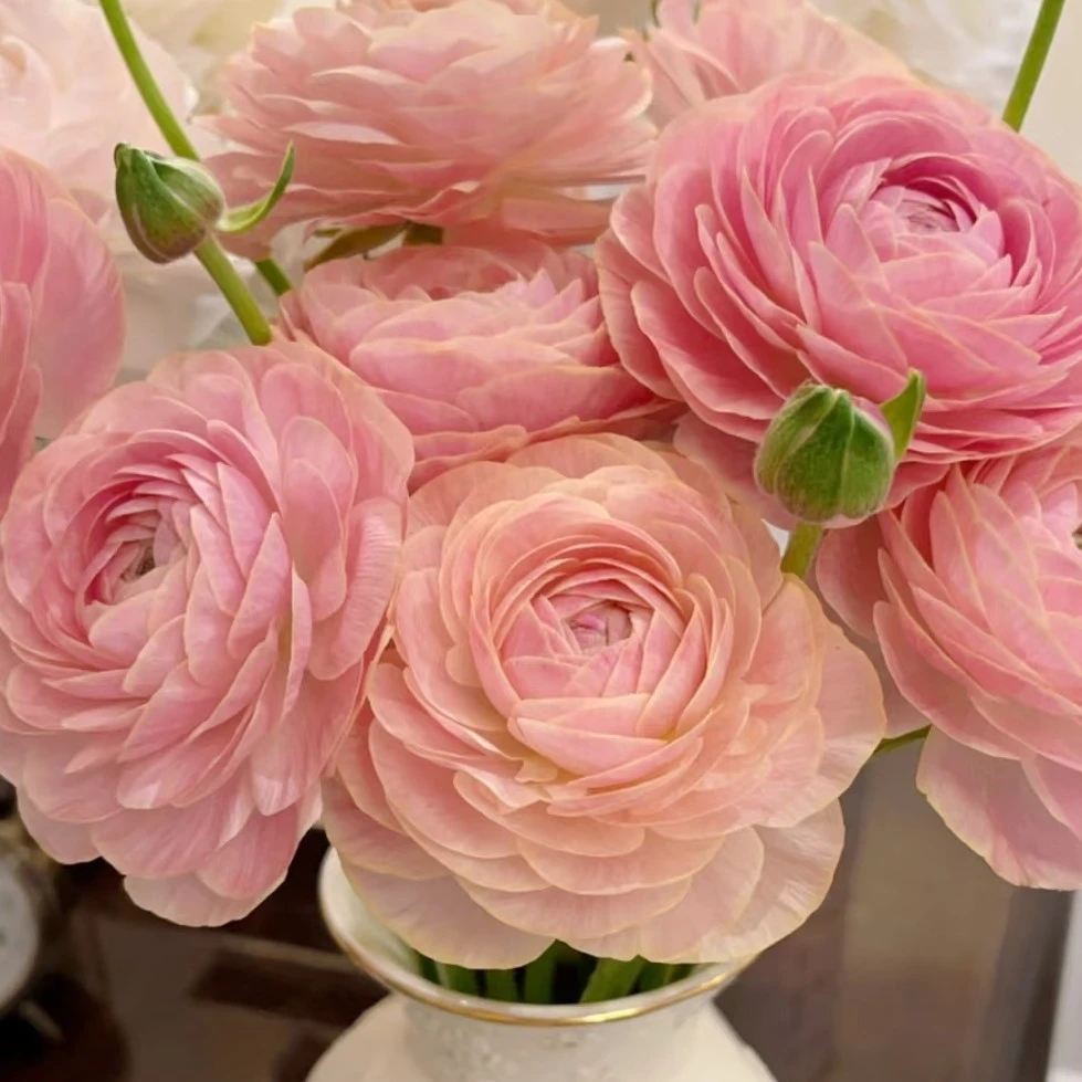 【洋牡丹】春日限定 节日浪漫花材 易开易炸易醒花 多色可选