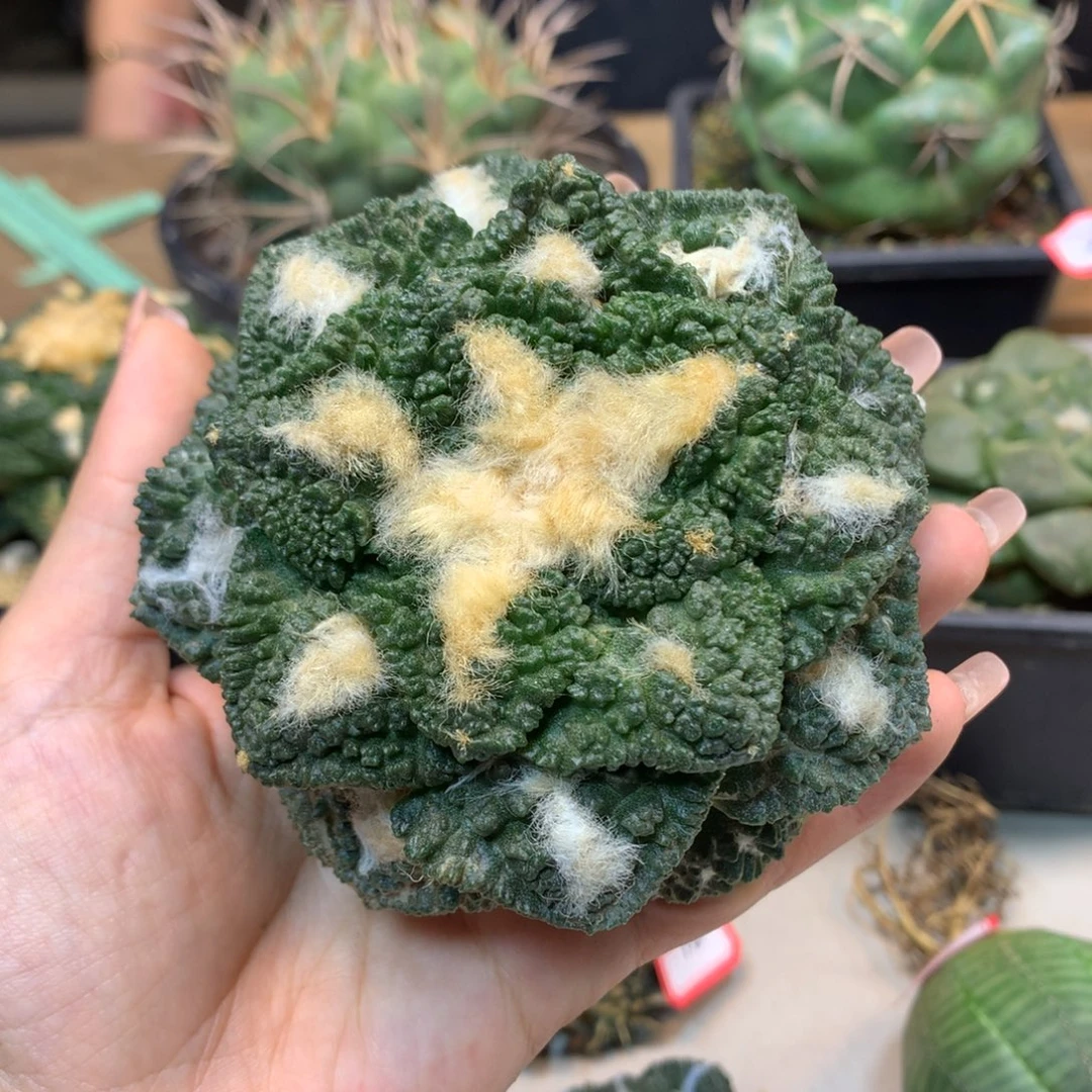 36号 出根芽 龟甲岩牡丹9.2公分