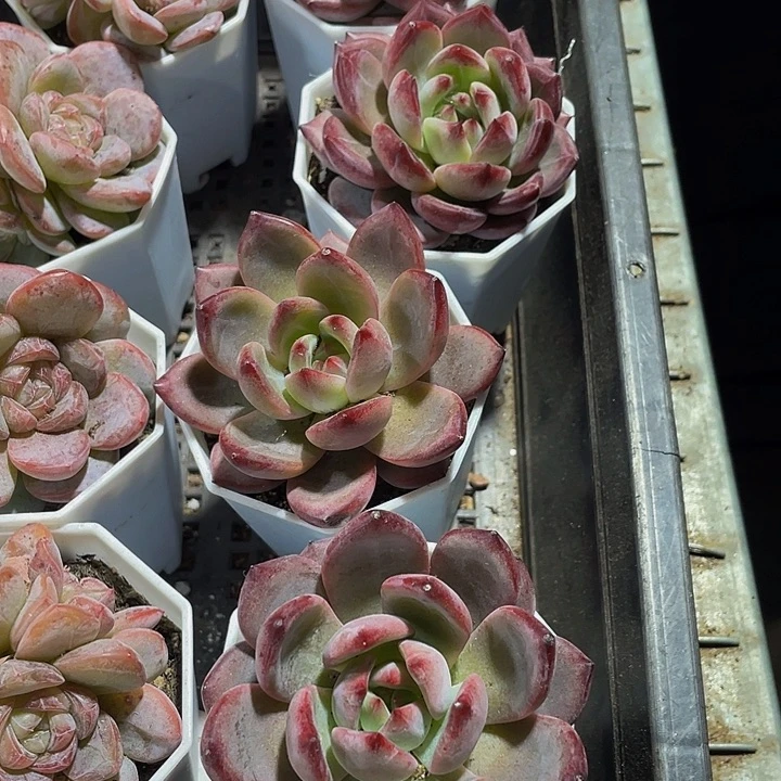 夜魔侠带盆土发货