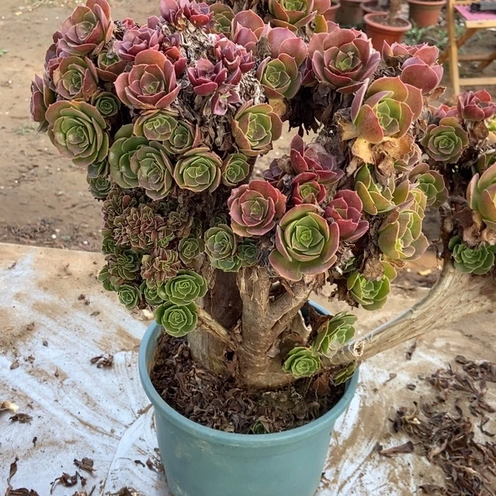 幸***）381玫瑰玫瑰玫瑰玫瑰