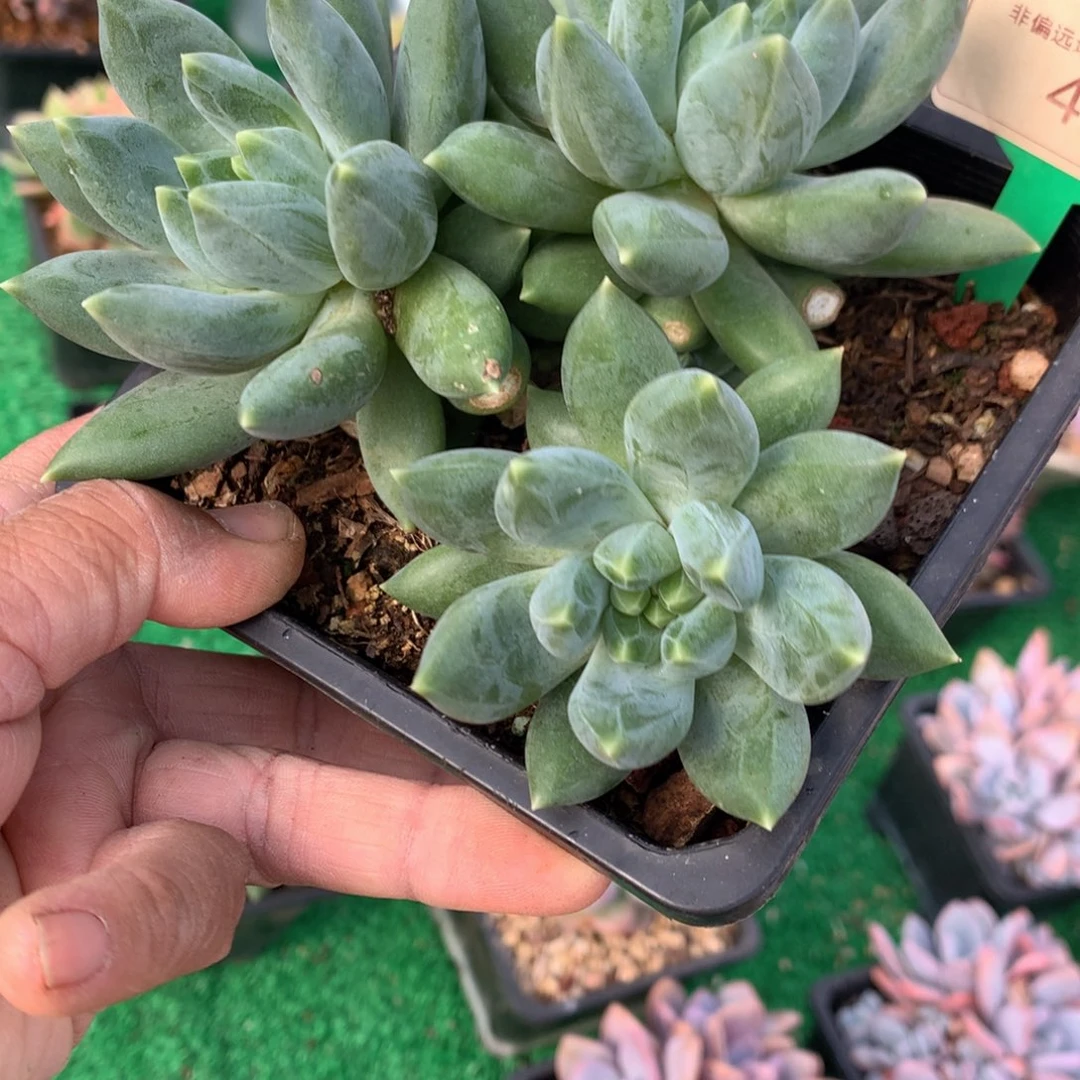重楼老桩一物一拍