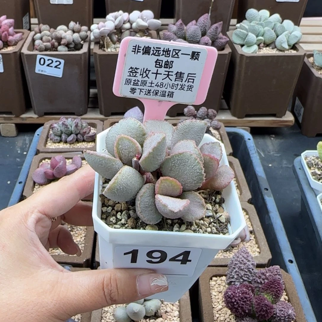 不****?194彩虹翼多肉植物