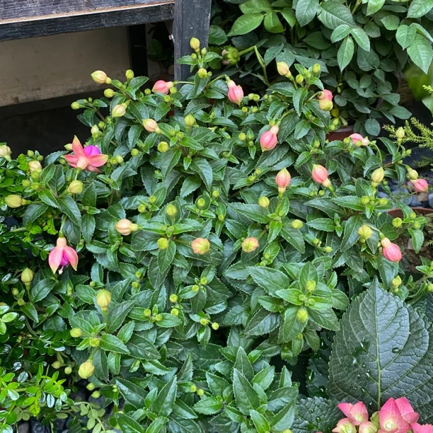 粉红色灯笼花盆栽室内室外