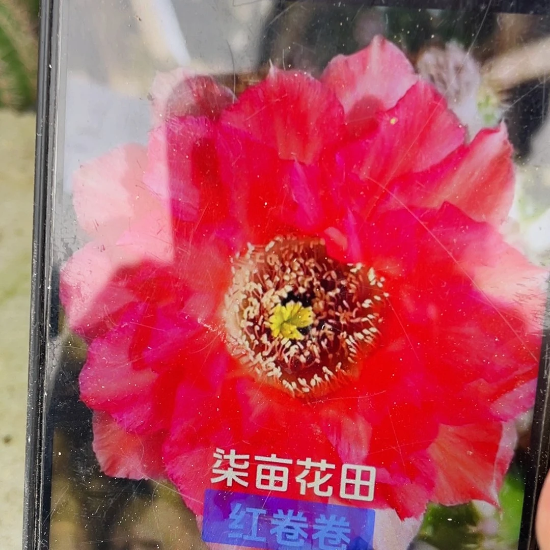 红卷卷自根球5公分左右带盆土