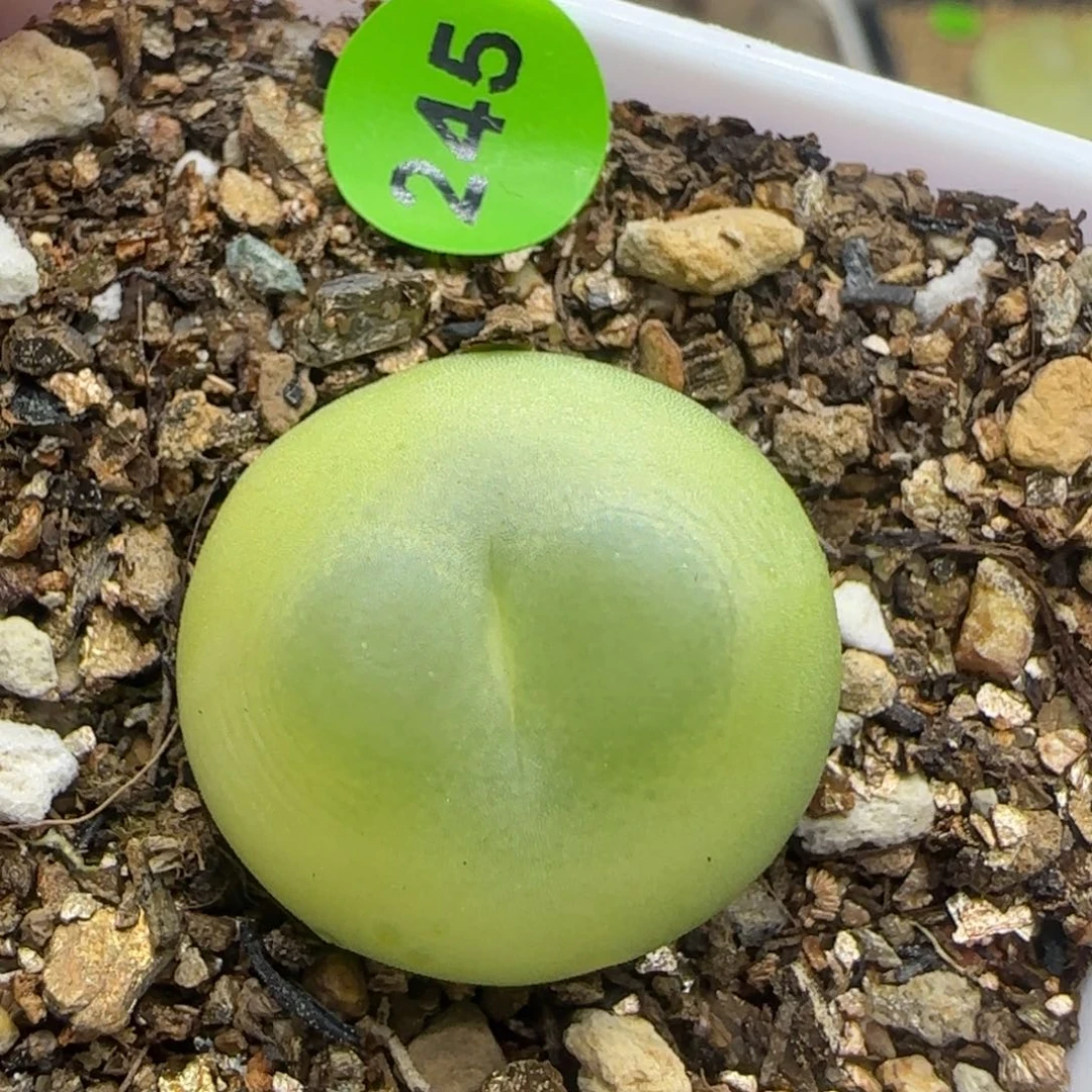 拉登2+多肉植物245