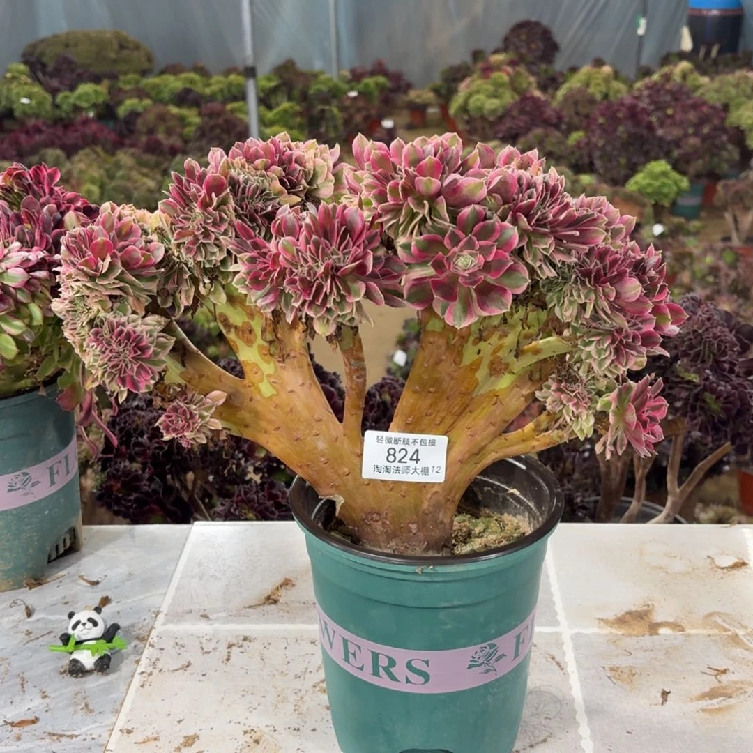 824粉女巫缀化多肉植物